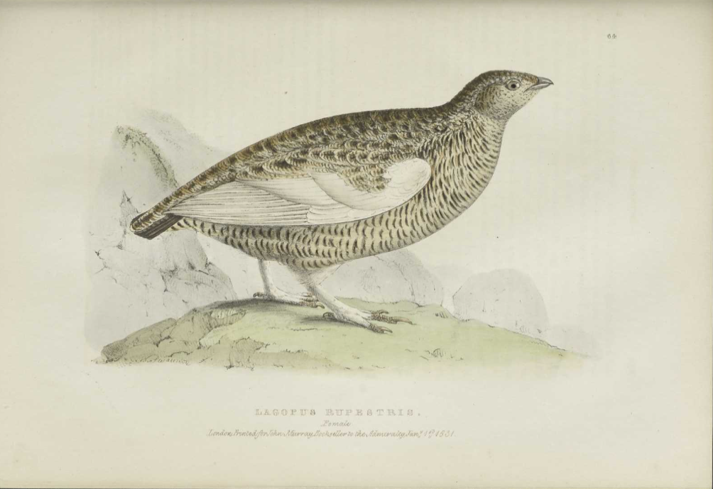 Fauna boreali-americana, or, The zoology of the northern parts of British America : containing descriptions of the objects of natural history collected on the late northern land expeditions under command of Captain Sir John Franklin, R.N