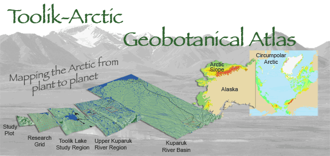 Arctic Geobotanical Atlas