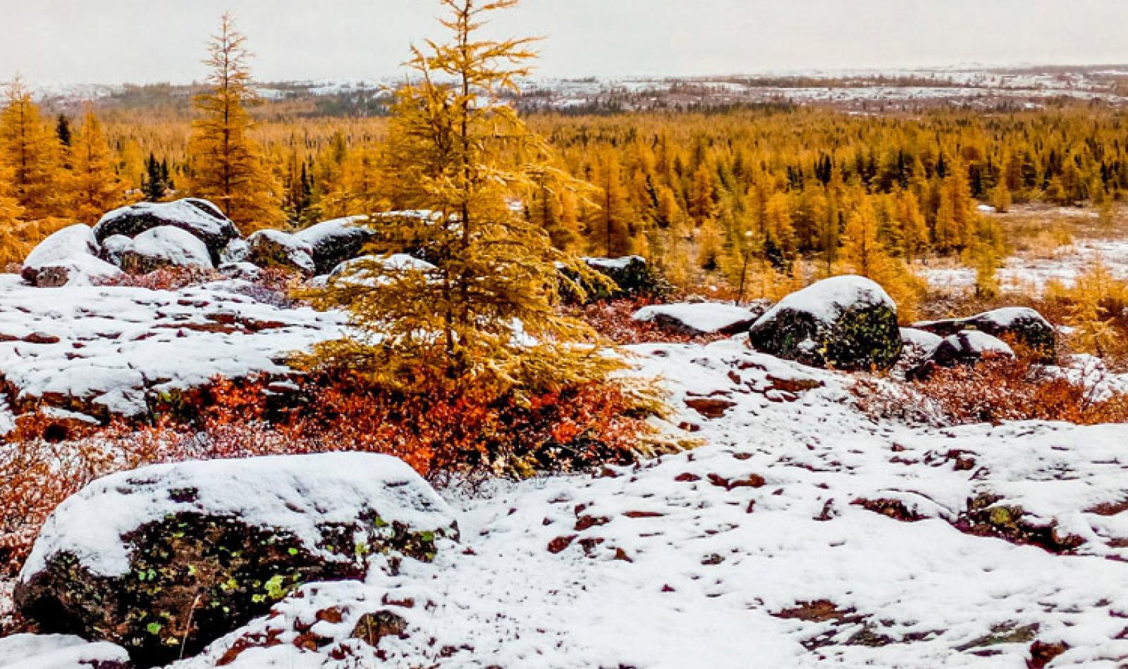 Neige avec conifères aux couleurs d'automne