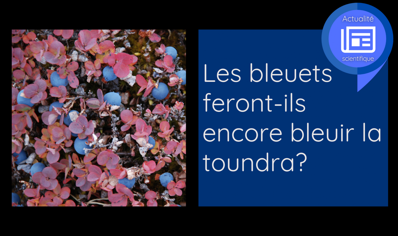 Les bleuets feront-ils encore bleuir la toundra ?