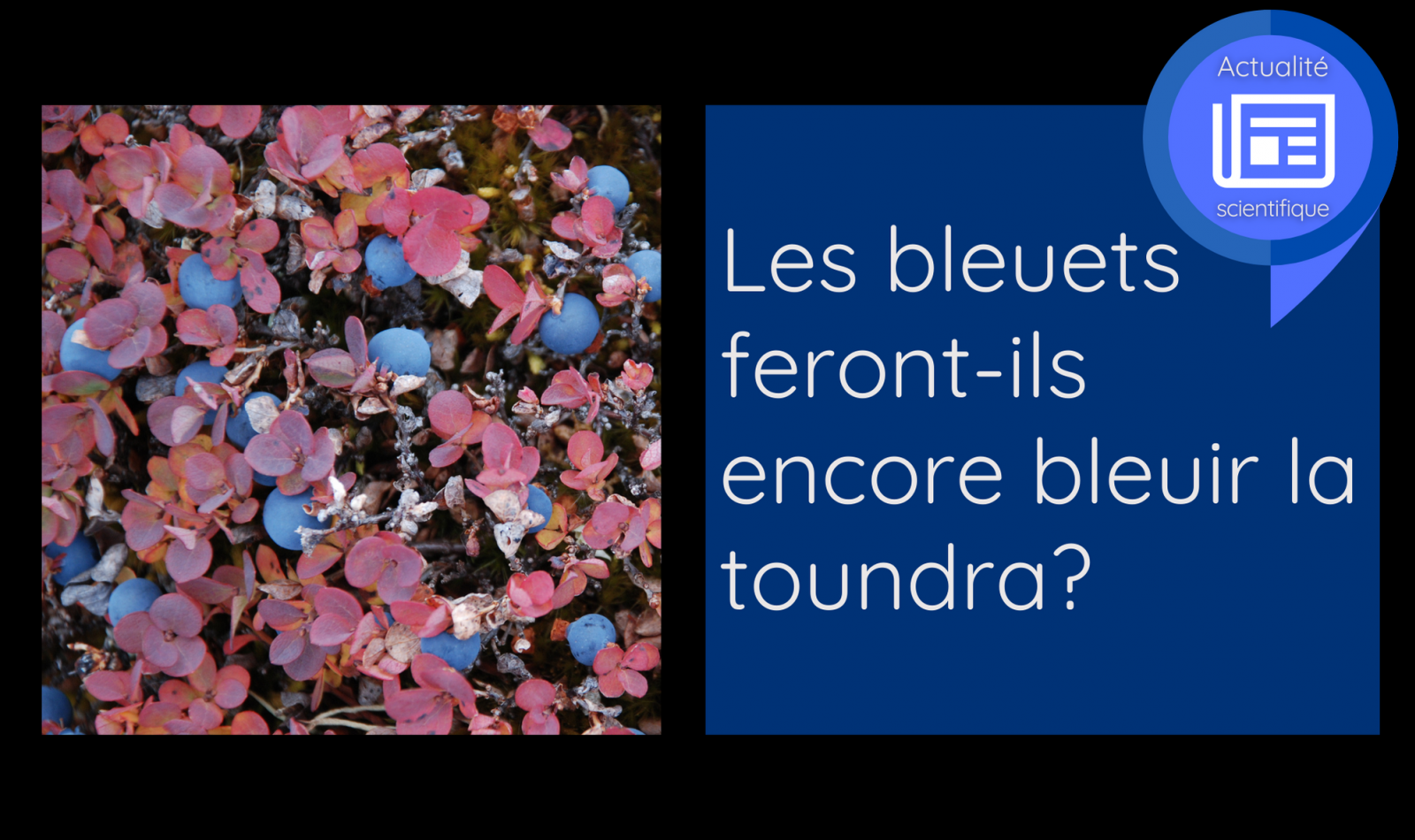 Les bleuets feront-ils encore bleuir la toundra ? 