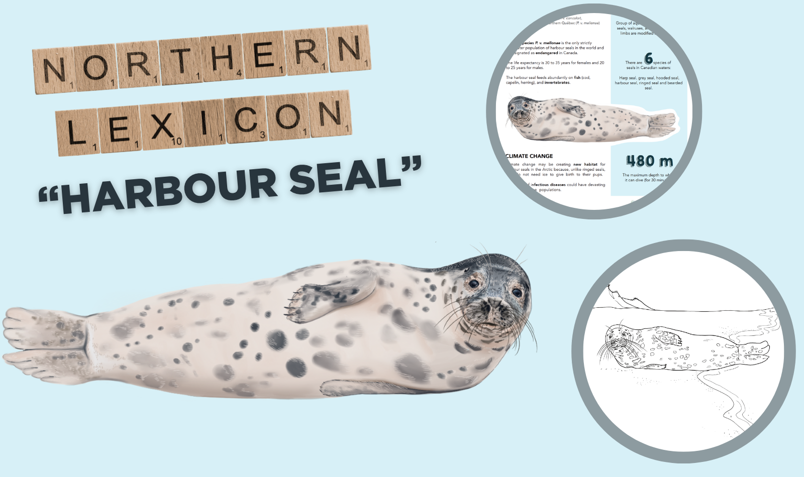 harbour seal - northern lexicon