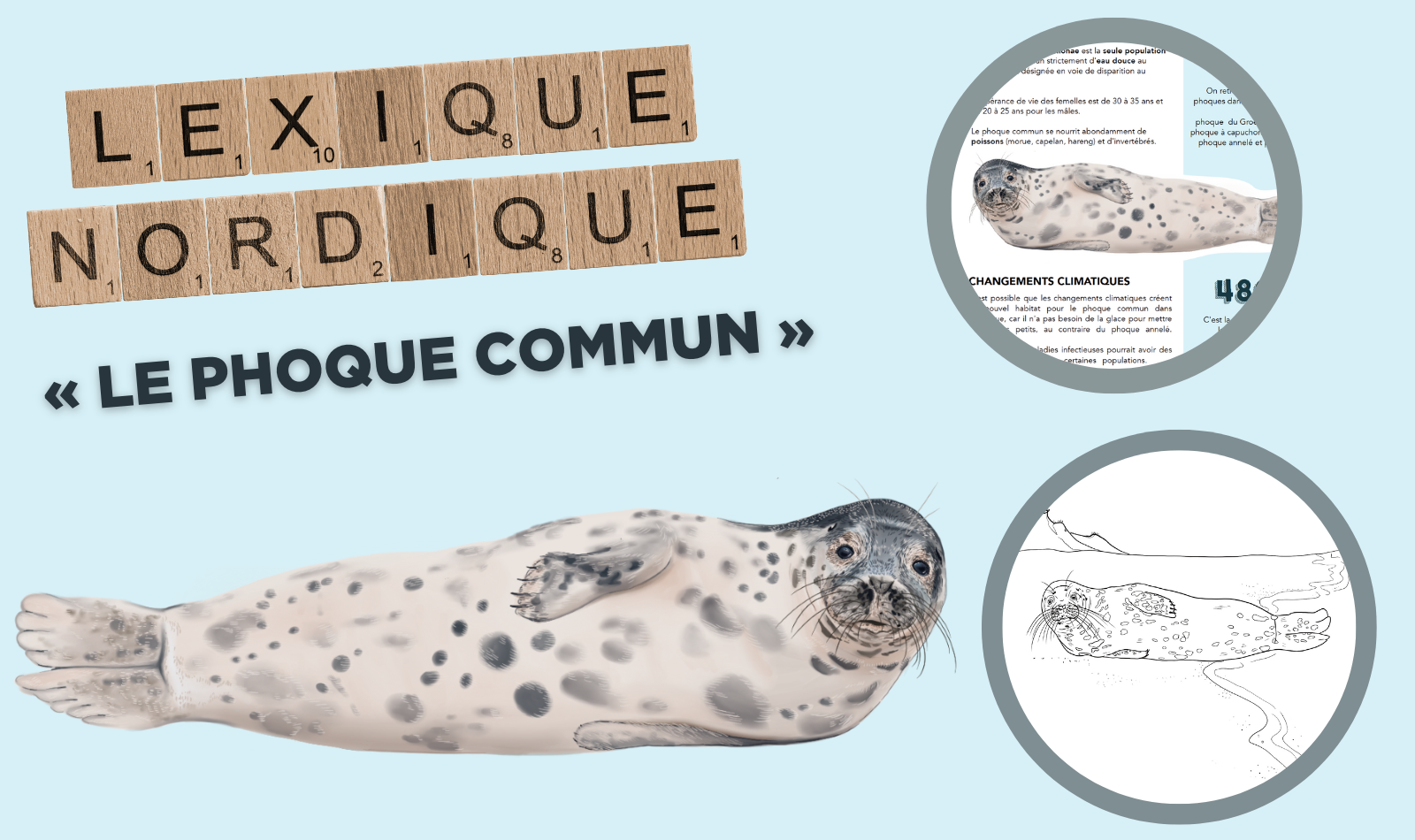 Le phoque commun