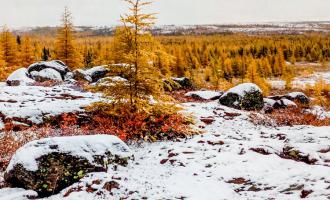 Neige avec conifères aux couleurs d'automne